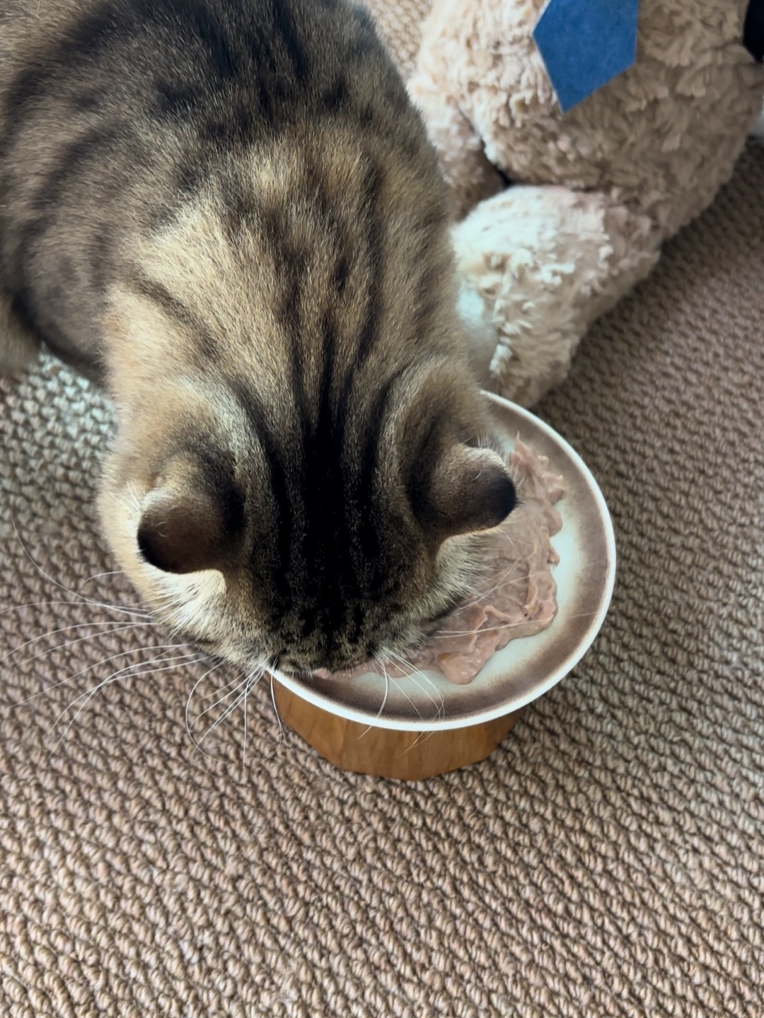 哈哈(◍•ᴗ•◍)哈哈  ᖰ⌯'▾'⌯ᖳ哈哈_(:D)∠)_哈哈