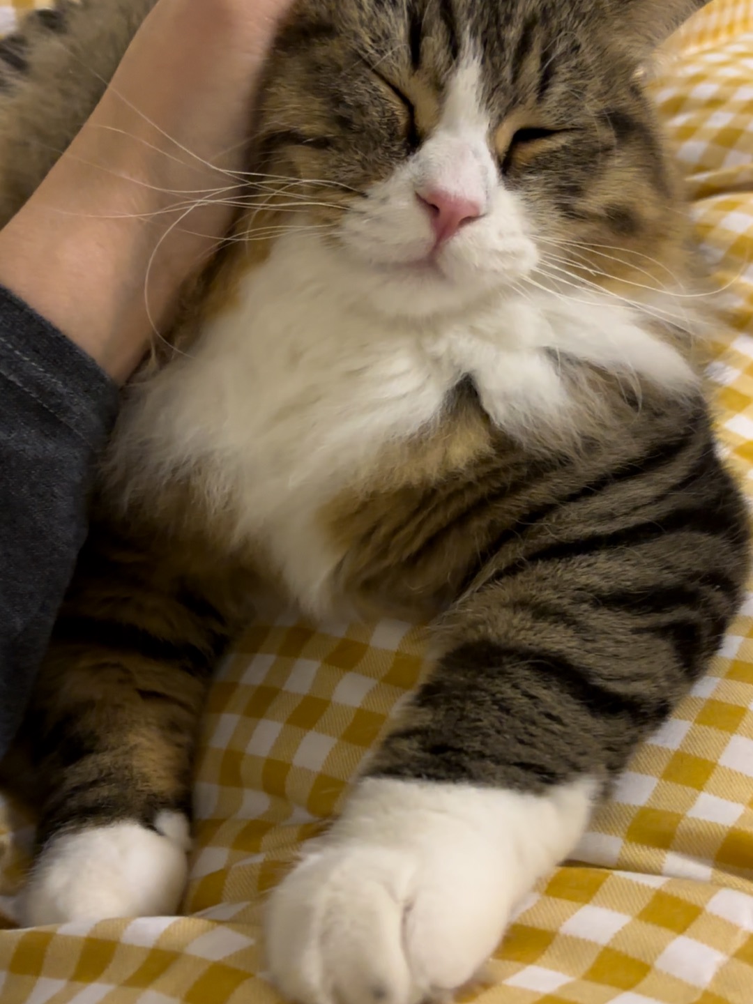 哈哈(◍•ᴗ•◍)哈哈  ᖰ⌯'▾'⌯ᖳ哈哈_(:D)∠)_哈哈