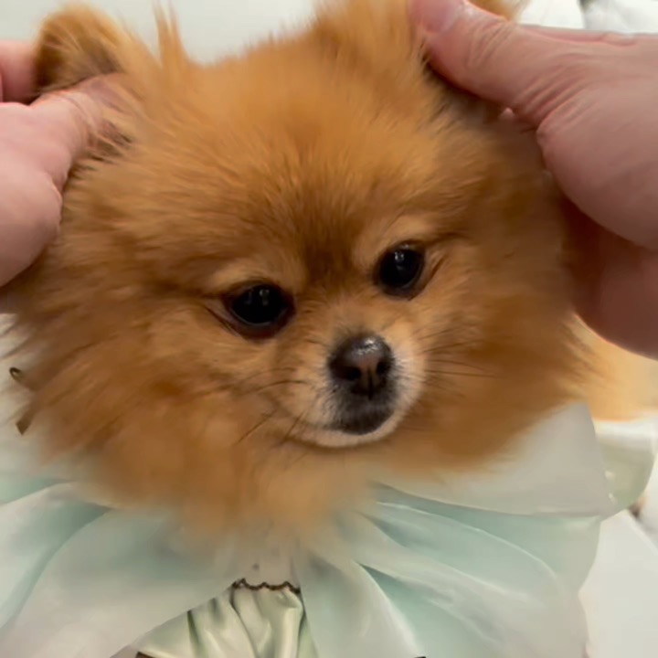 博美使用手册！用前看三遍