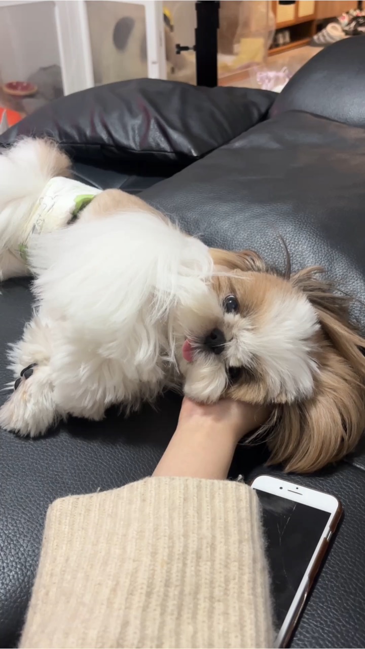 什么小狗这么会撒娇？