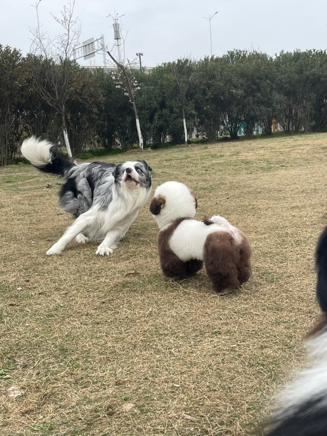 遛狗偶遇小熊猫