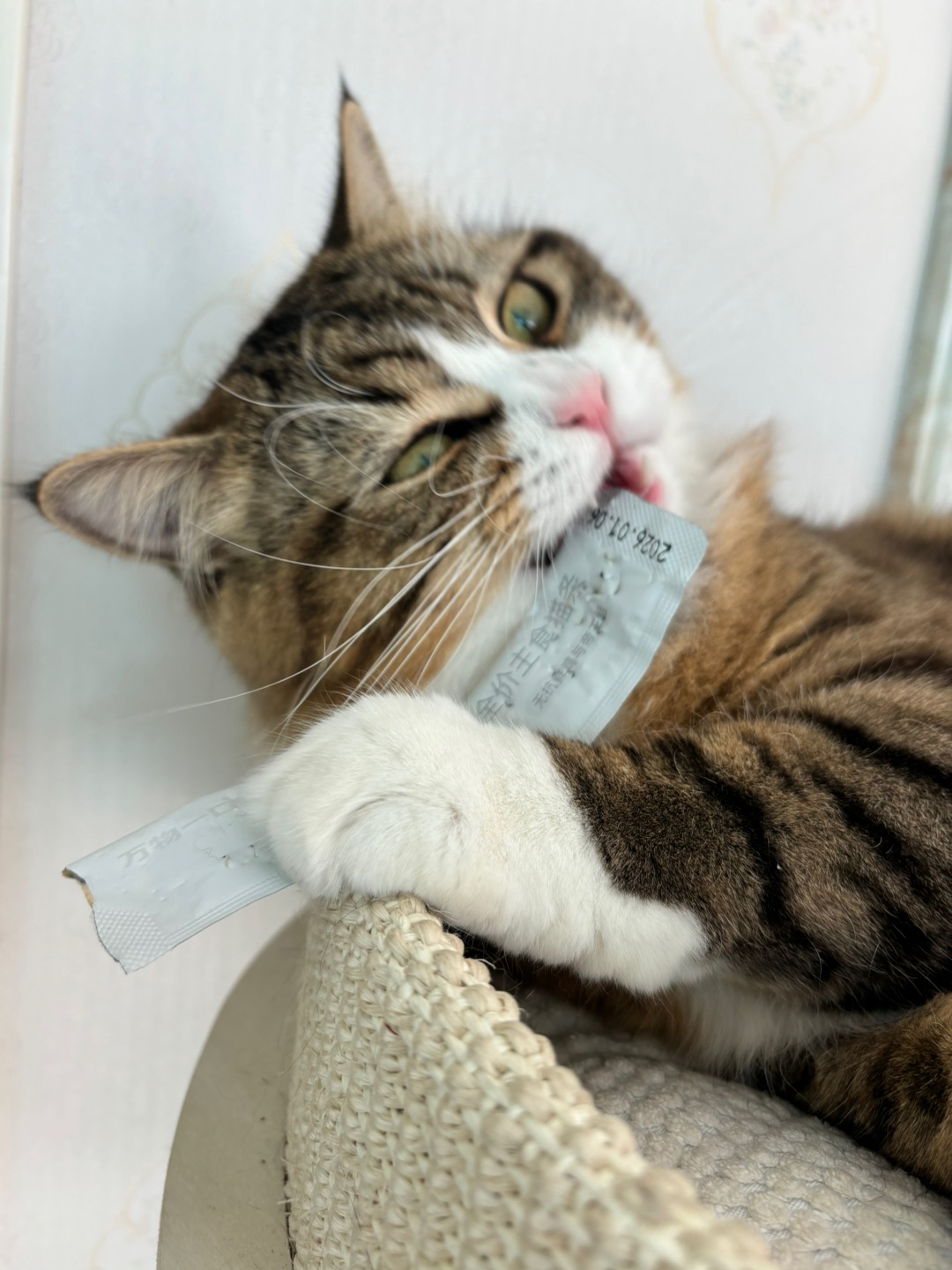 哈哈哈哈(〃'▽'〃)哈哈  ᖰ⌯'▾'⌯ᖳ哈哈  ᖰ⌯'▾'⌯ᖳ哈哈(◍•ᴗ•◍)