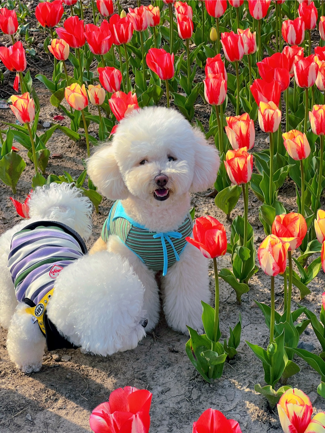 春天和小狗有个约会，姐弟贴贴好happy🐾