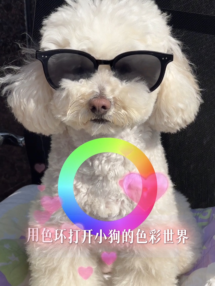 用色环打开小狗的色彩世界🌈