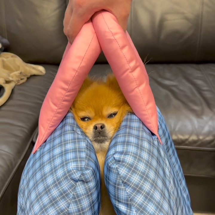 小狗是我永远的好朋友