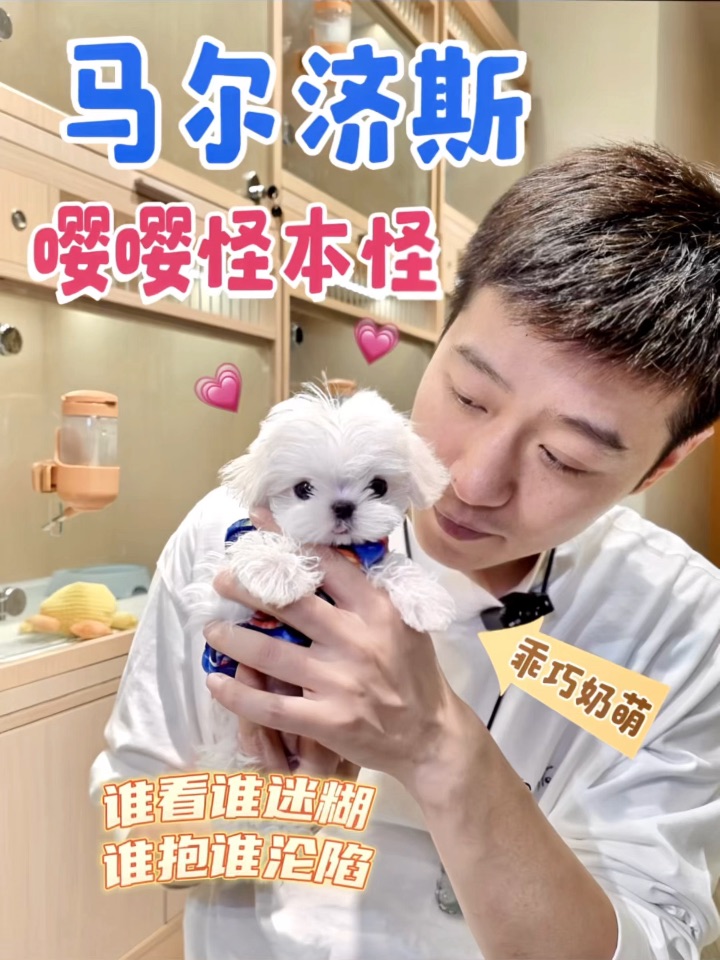 马年养小马🐶这只嘤嘤怪让我走不动道了❗️❗️