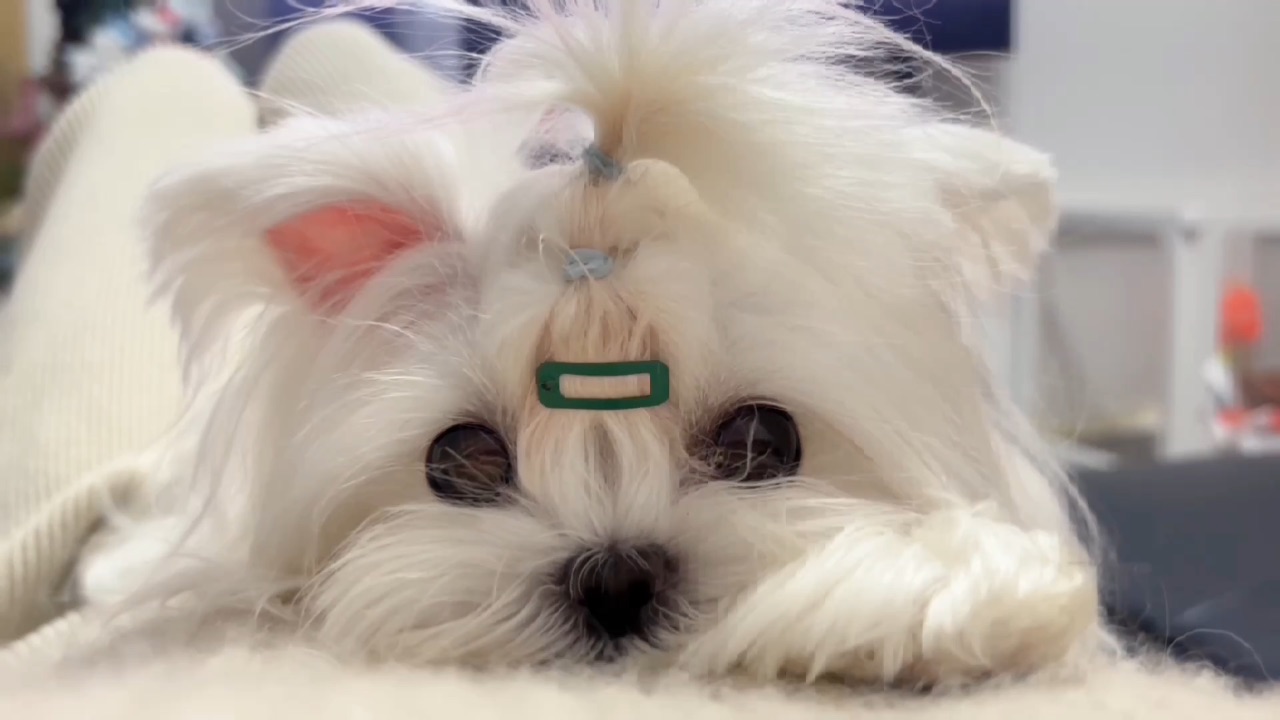 它耳朵会动耶！