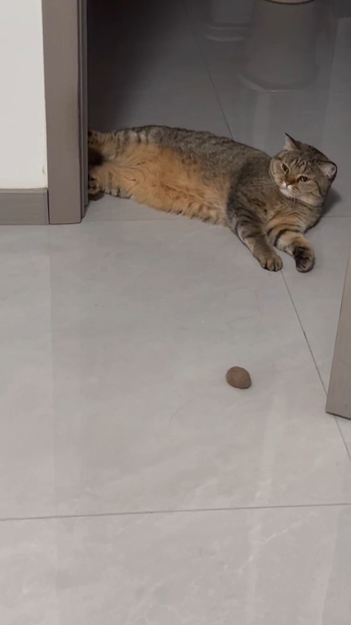 小猪 啦啦啦打的电话你就接啦打你勒个比电话你的不听的