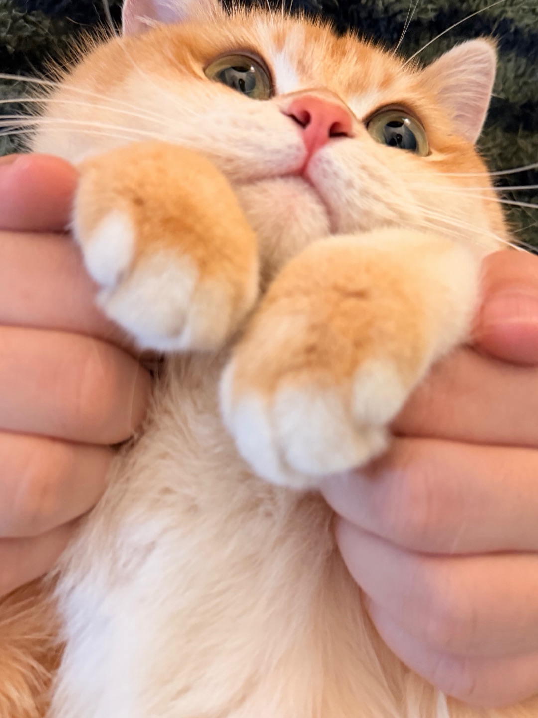 春天里！抓住一只咪