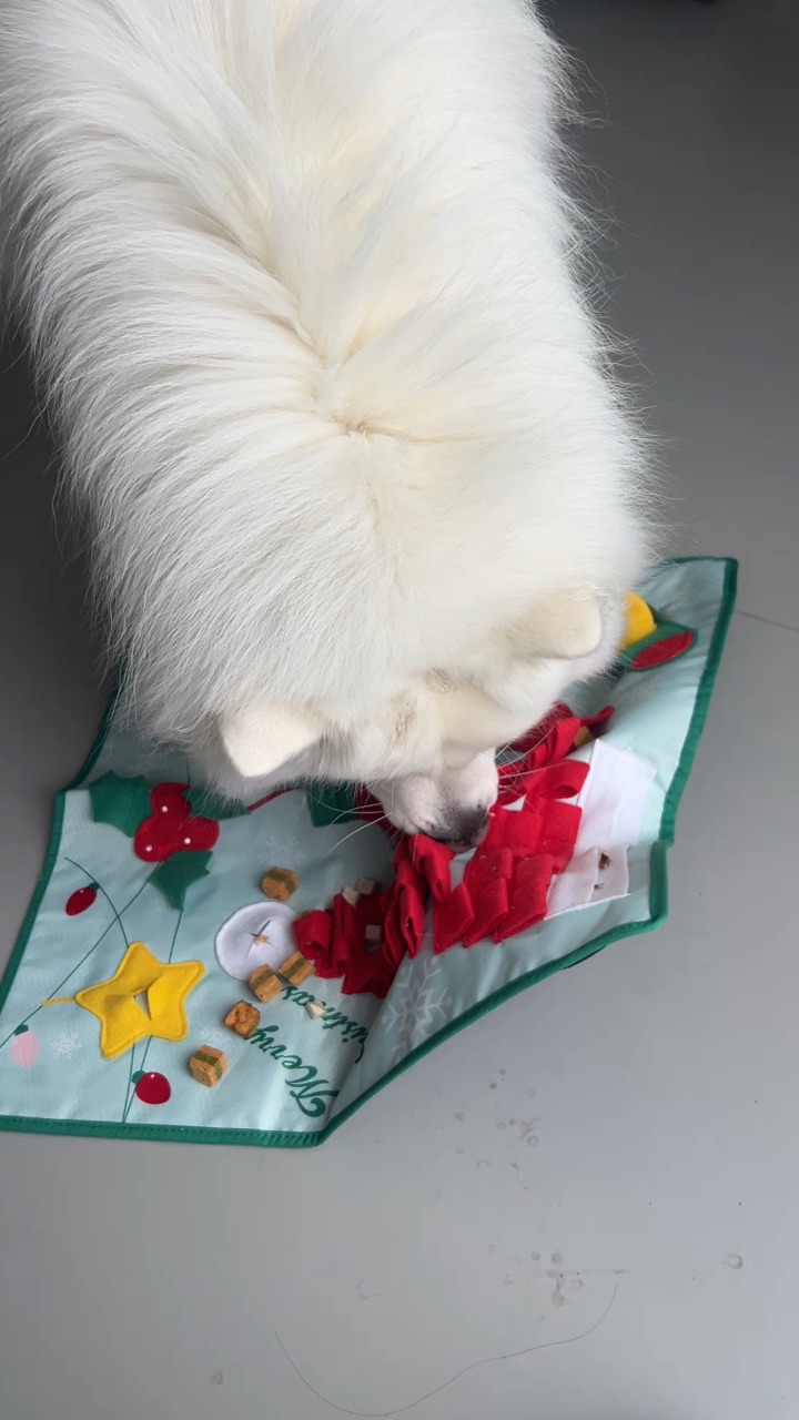 沉浸式欣赏小狗气急败坏