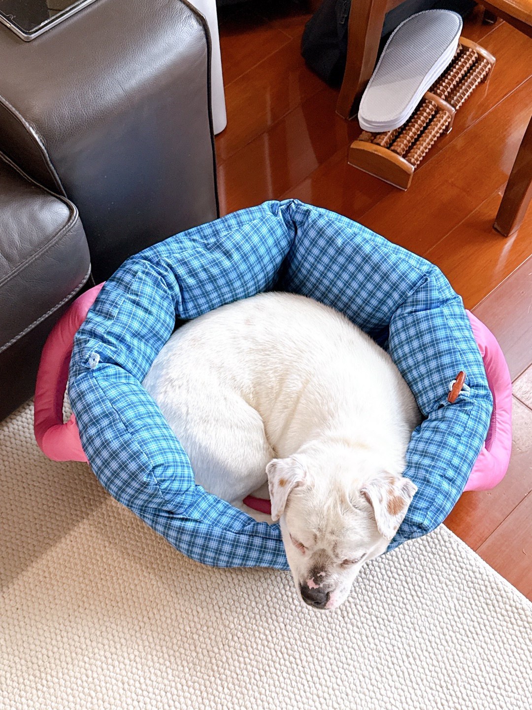 Zeze宠物车载窝窝测评