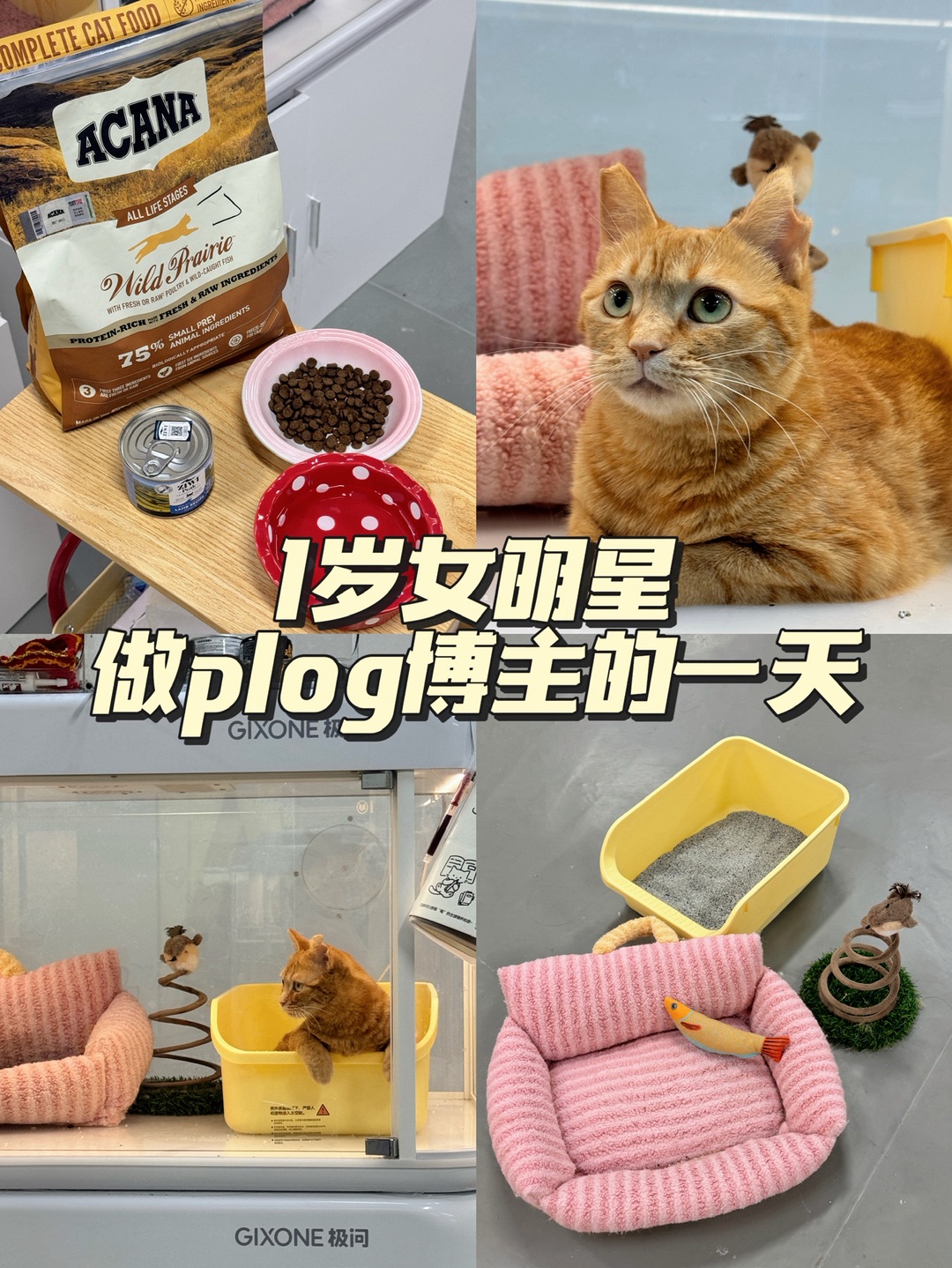 Plog｜背着经纪人偷偷当博主的一天