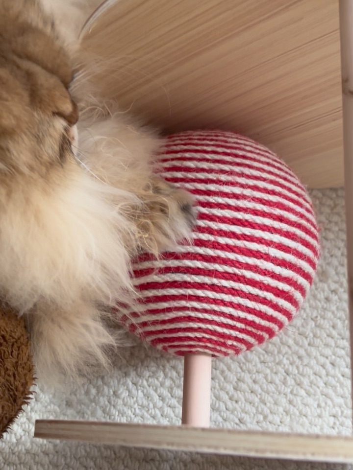 怎么教小猫玩新玩具系列