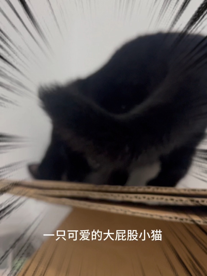 大屁股小猫墨墨