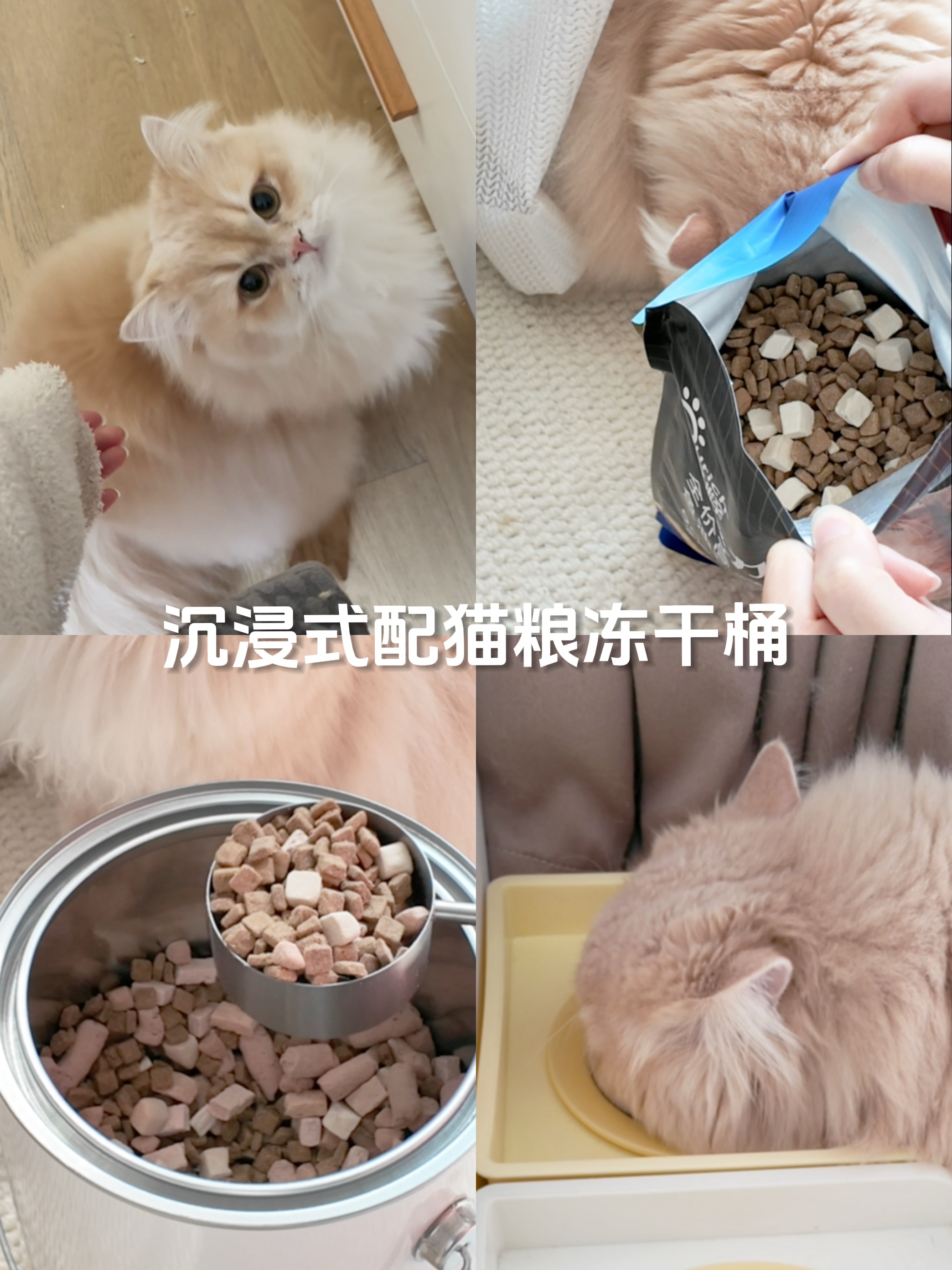 沉浸式配猫粮冻干桶