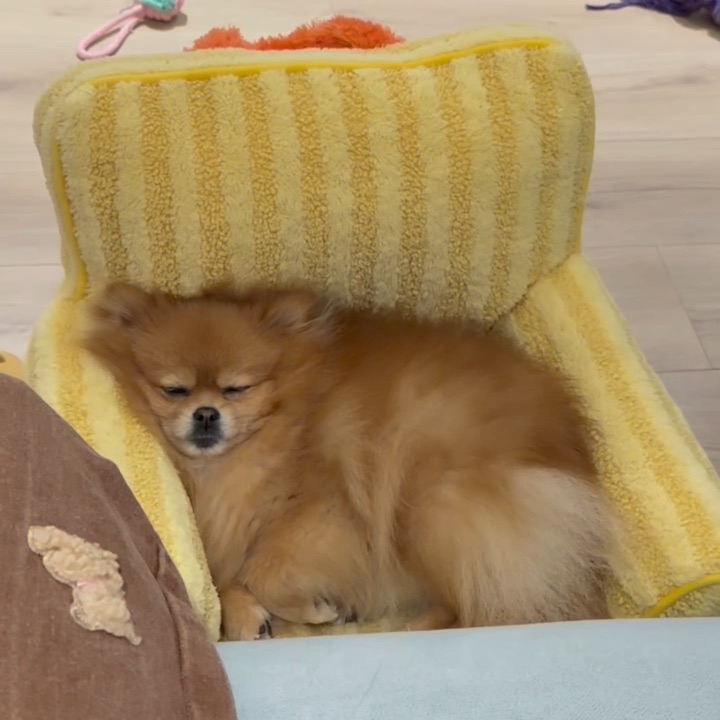 小狗的配得感真的很强！