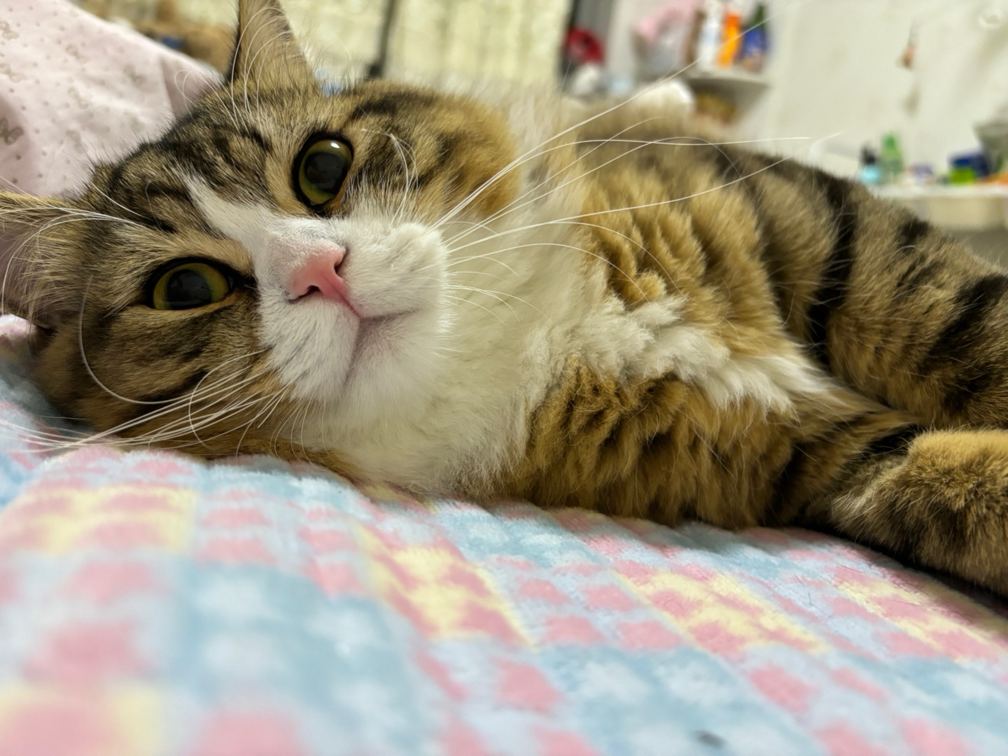 小猫三连拍^⌯𖥦⌯^ ੭怎么可以这么可爱( ˘ ³˘)💋(๑＞ڡ＜)☆