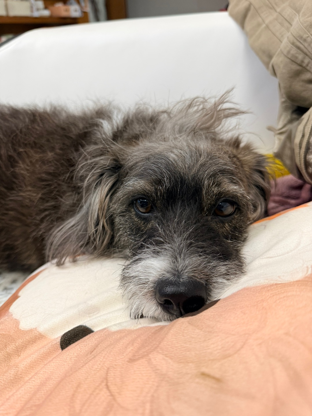 小狗儿好像个宝宝啊