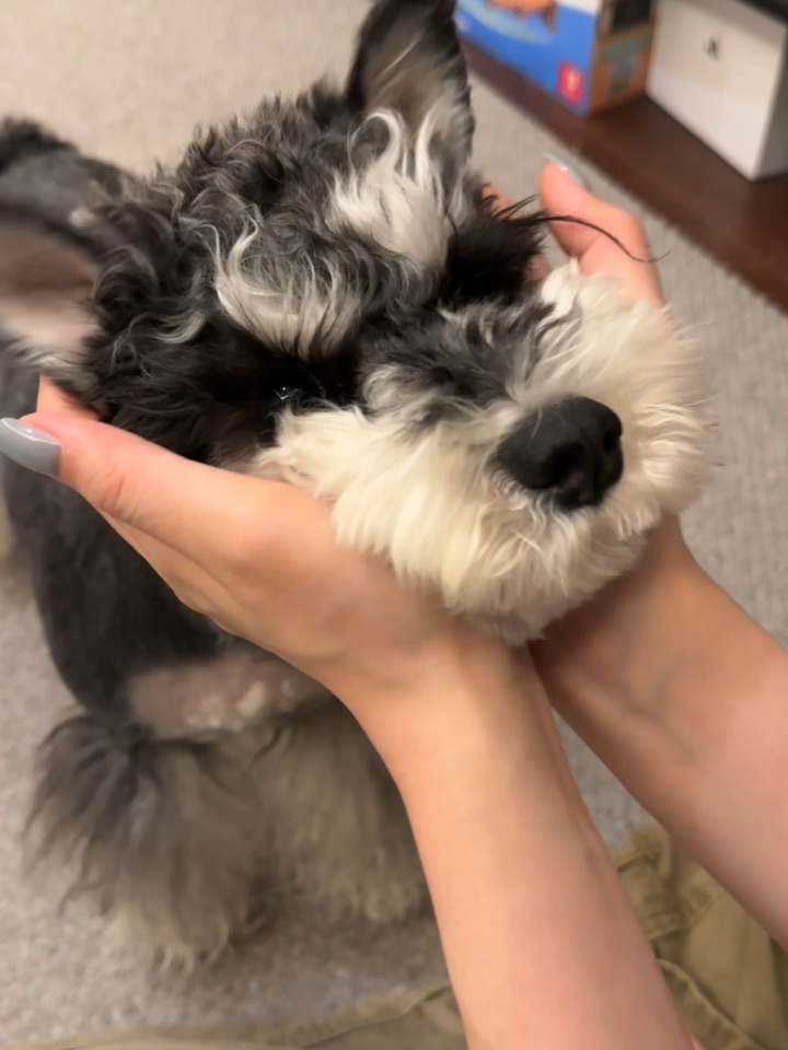 给大家介绍下我的捏捏叻