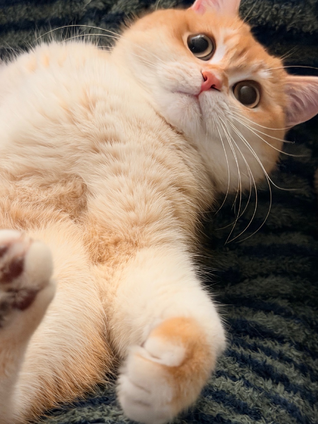 春天🌸到了，我的含萌量严重超标！