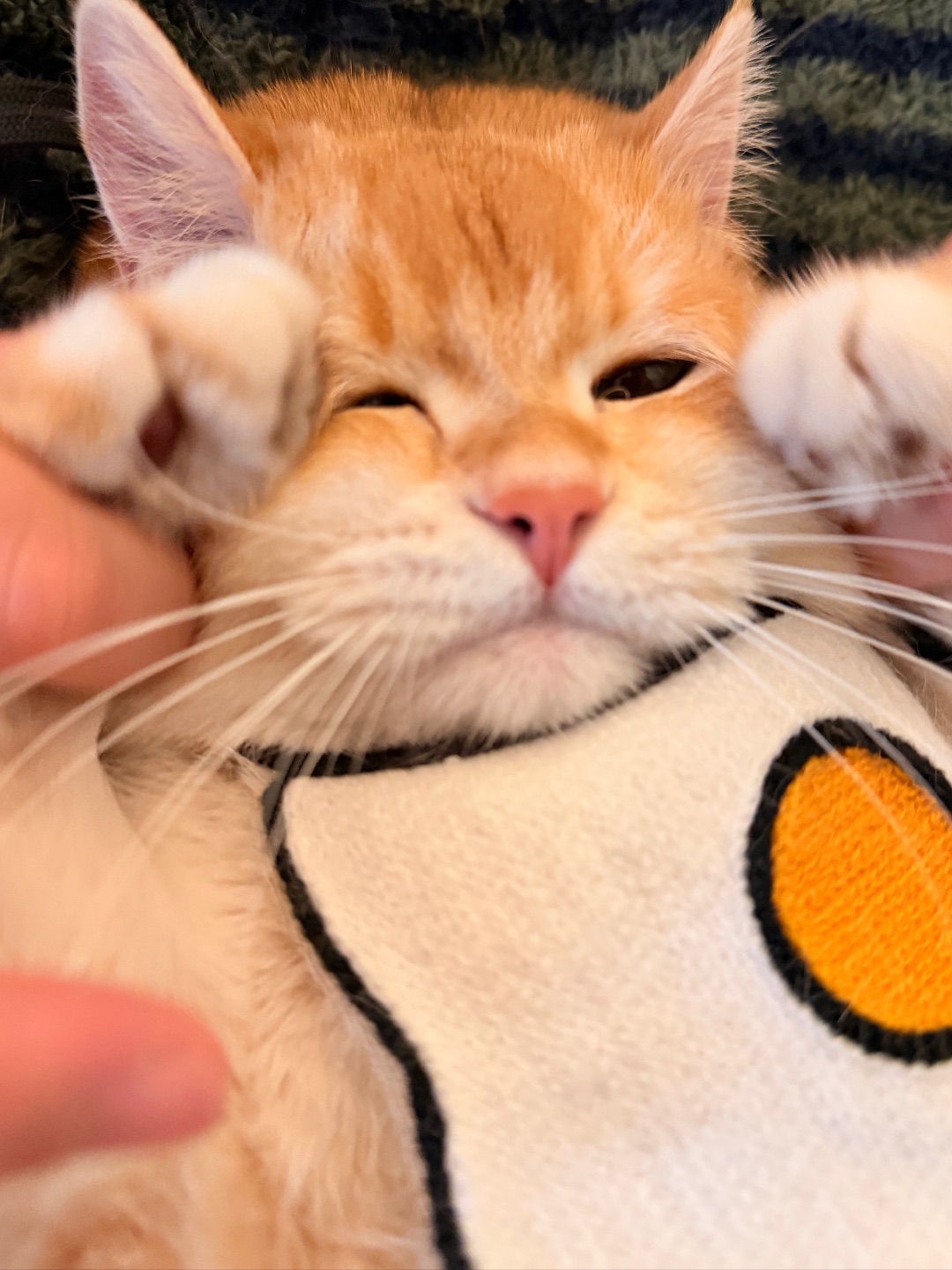 报告！捕获一只正在融化的“荷包蛋”🍳～