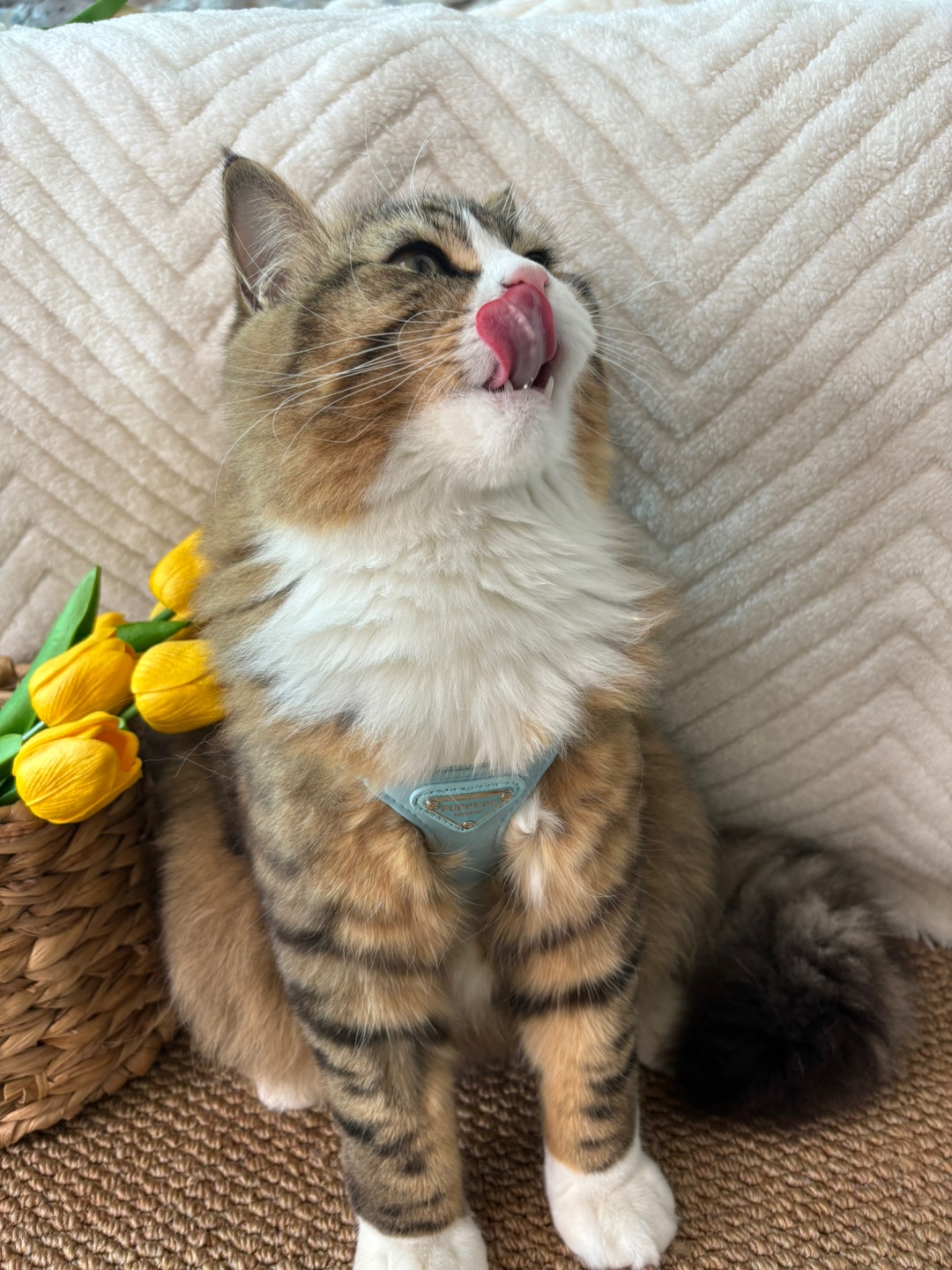 又是可可爱爱的一天✧⁺⸜(●˙▾˙●)⸝⁺✧帅气的小男孩哦！