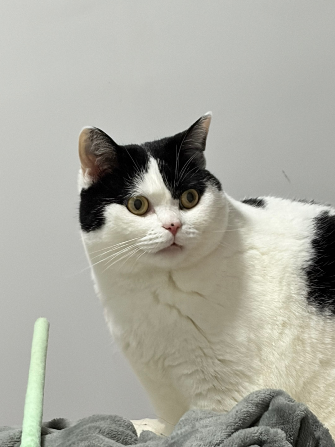 在猫脸上看到了震惊