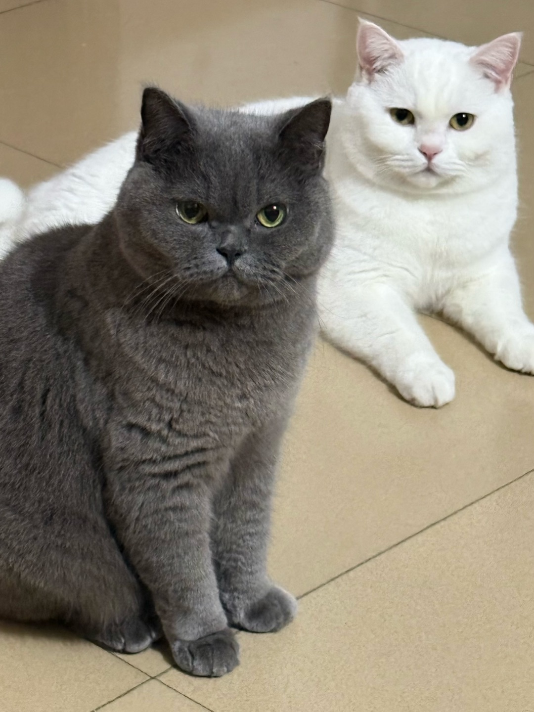 🐈🐈⬛双倍软萌暴击