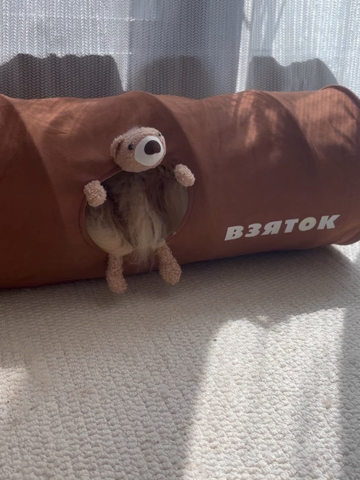 新买滴猫咪隧道