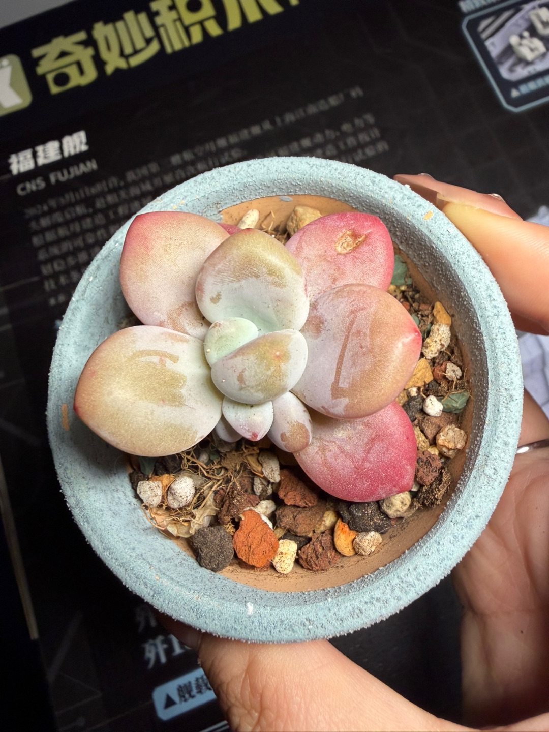 爆侧芽了哟宝宝 话一定要好好长大啊，我要拥有很多很多钱串子哈哈哈