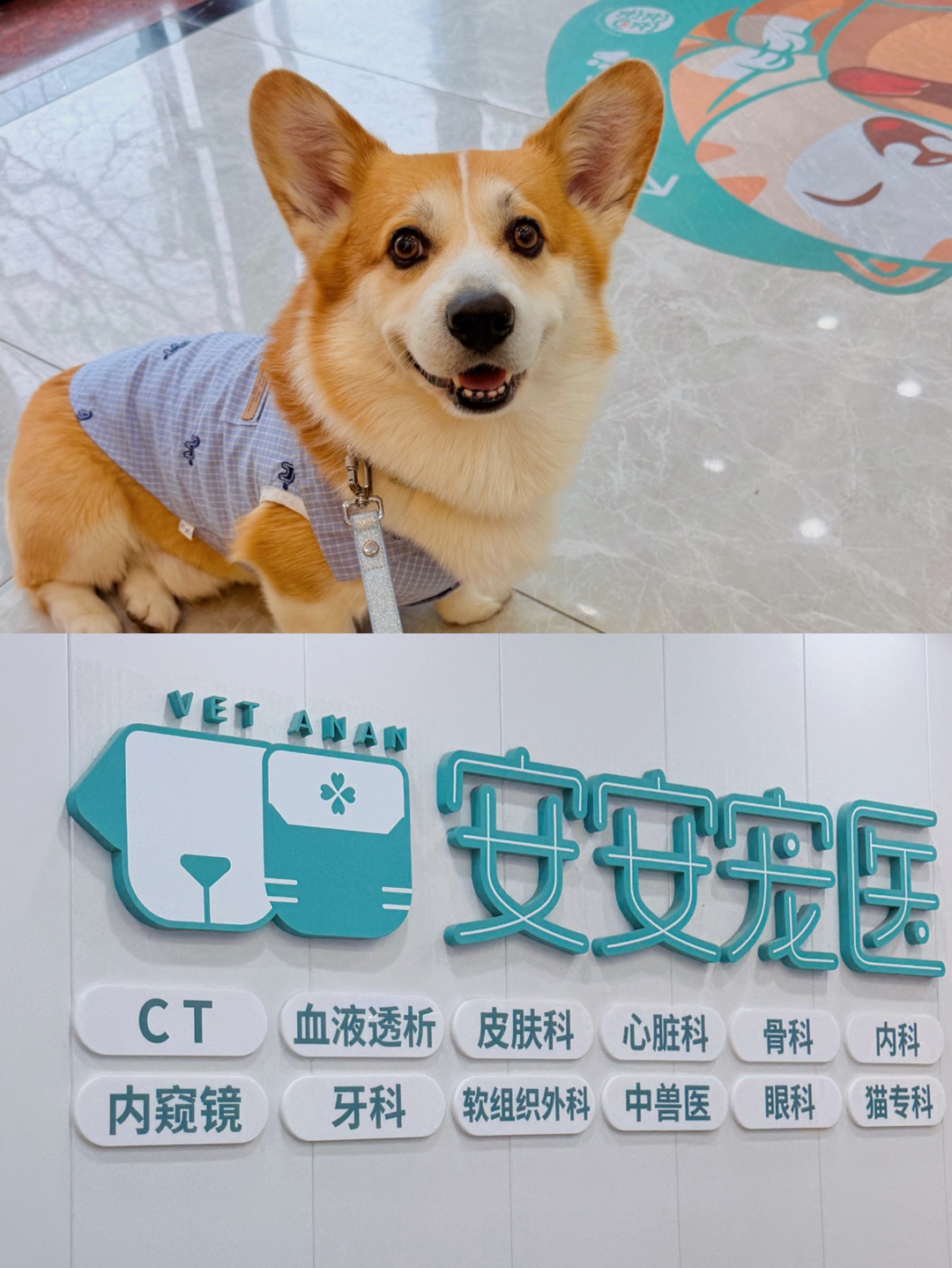 春天不偷懒🌸宠物疫苗早安排💉