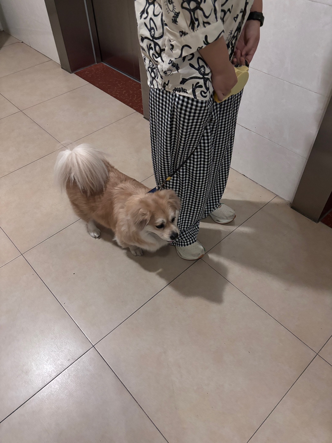 偶遇快乐小狗25