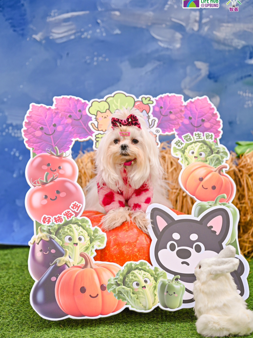 春分花花派对🎉