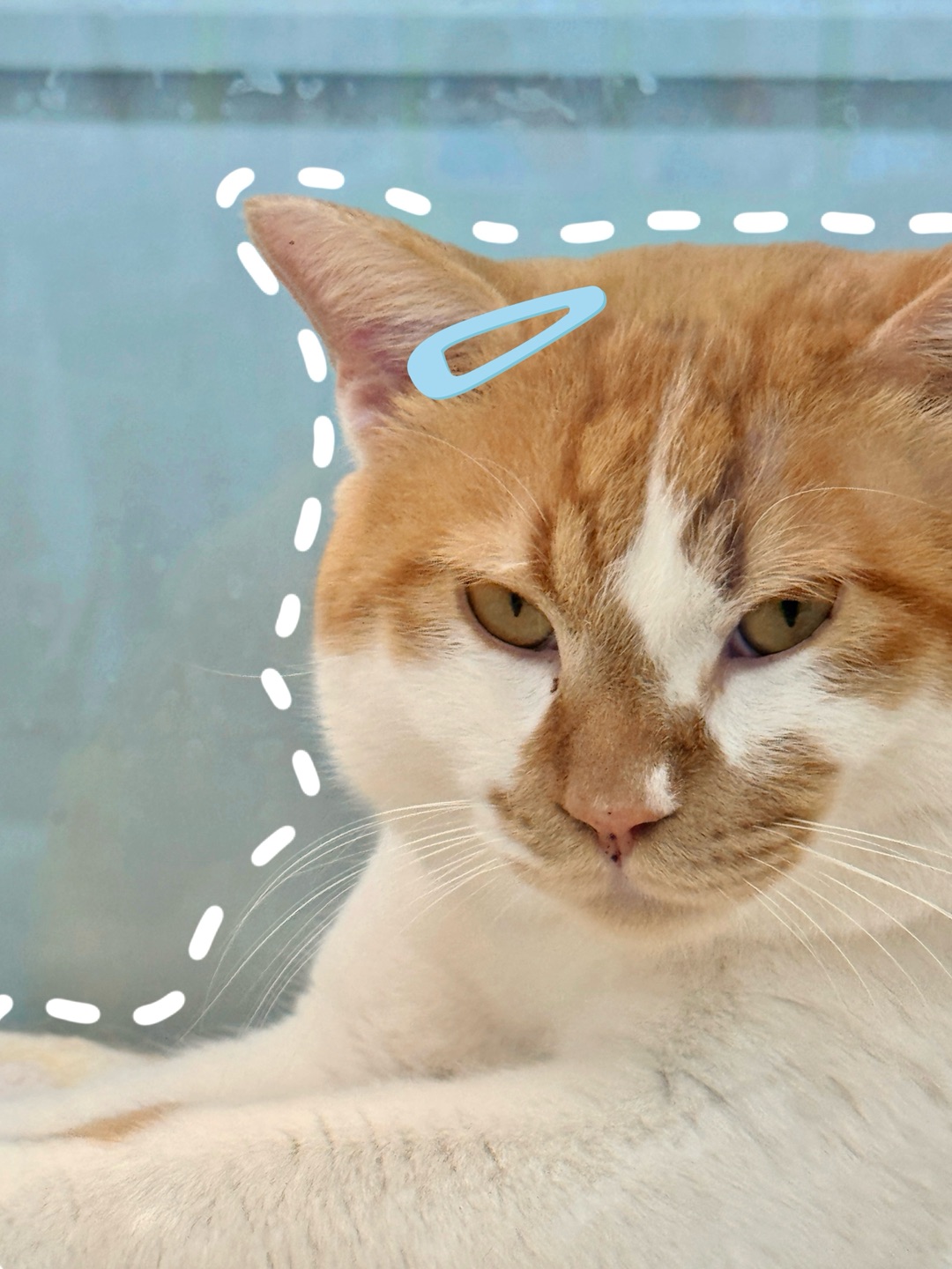 人你可以和咪一起摆蓝