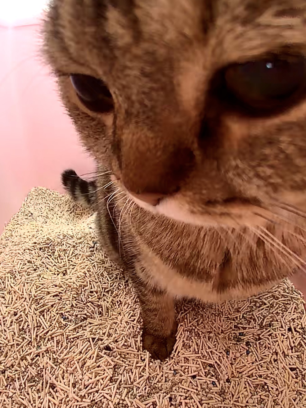 三百：厕所所长的工位自拍🤳