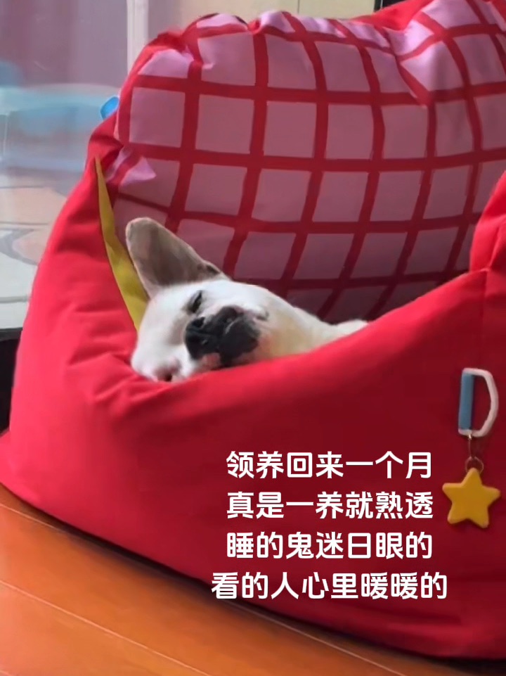 它好像有点太自来熟了