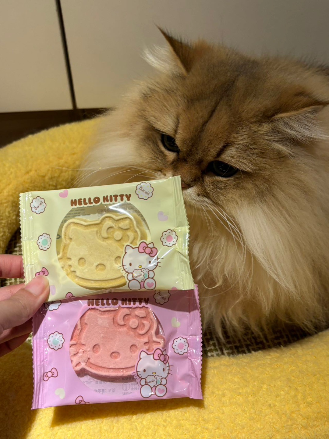 kitty形状的冻干！