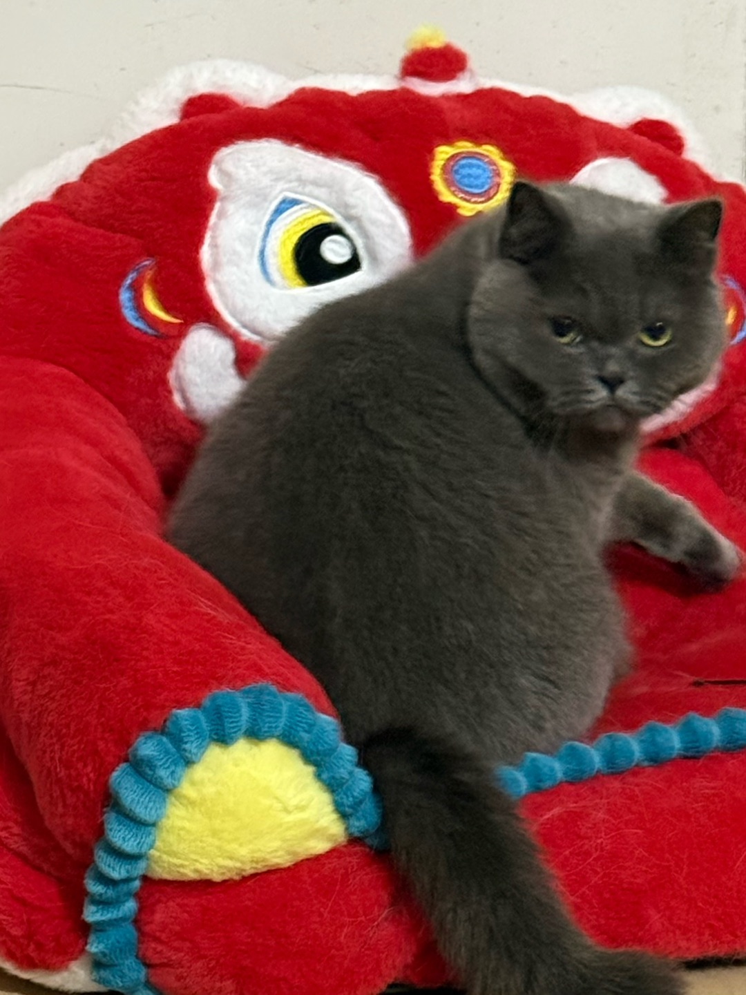 请的搬家猫师傅