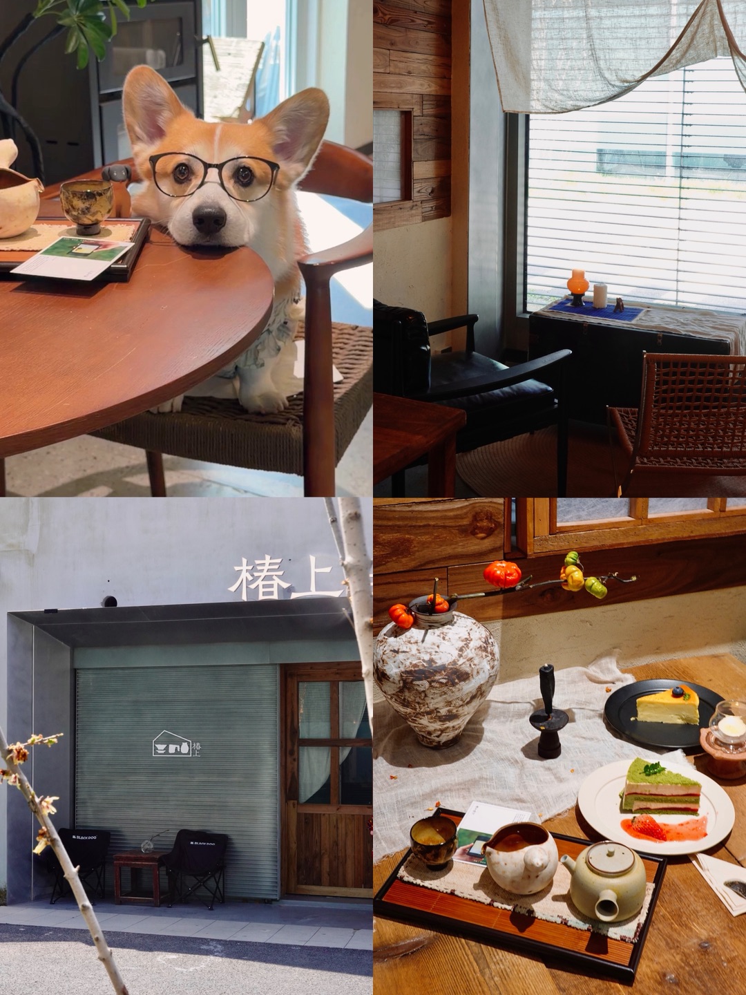 春日午后🌞一杯茶🍵一只小狗🐕