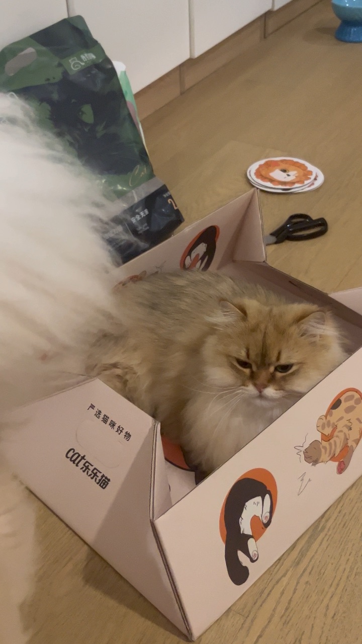 这么喜欢一次性猫砂盆呀