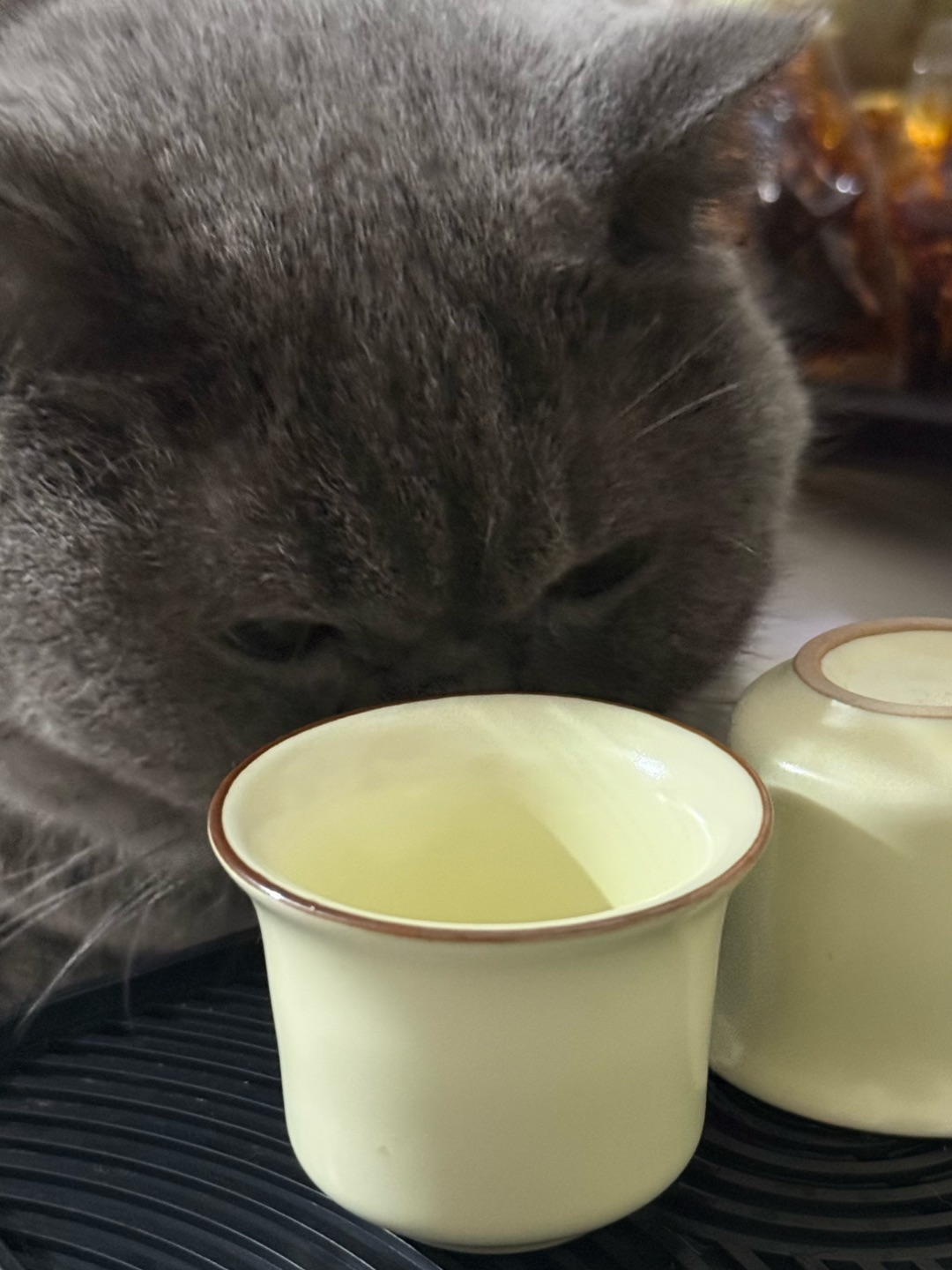 ：🐱🍵品茶日常✨