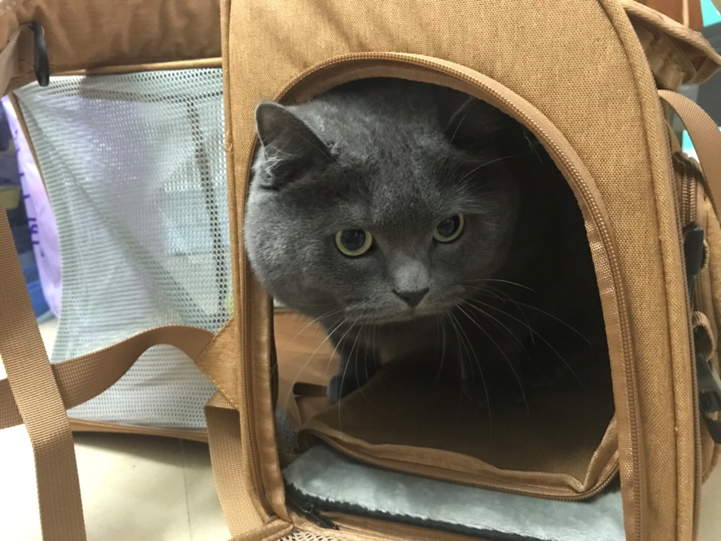 Ostracod宠物外出便携包测评📝