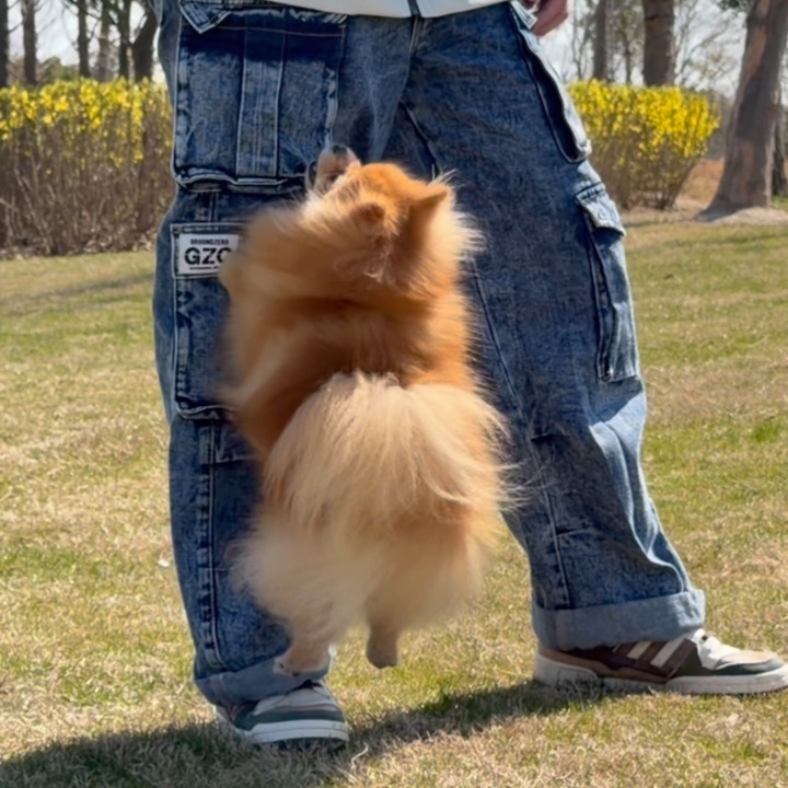 别惹我！小抖我跳起来打你的膝盖！