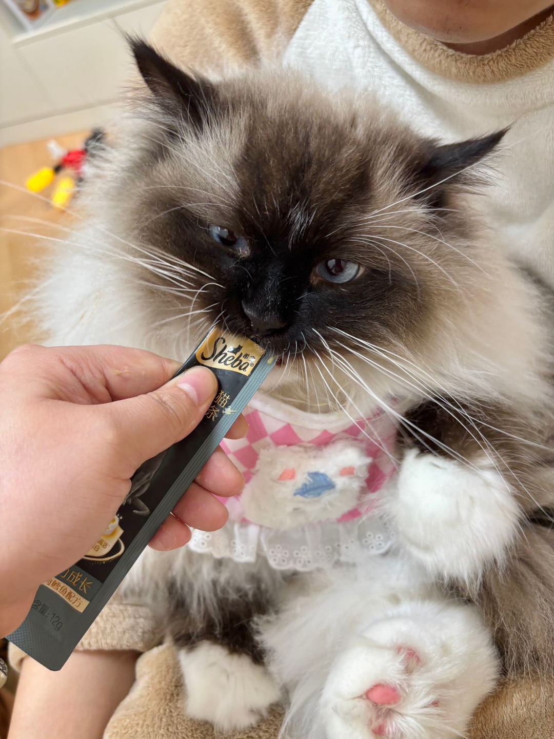 🐾布偶喵的“舔舔乐”时刻！表情管理彻底失控