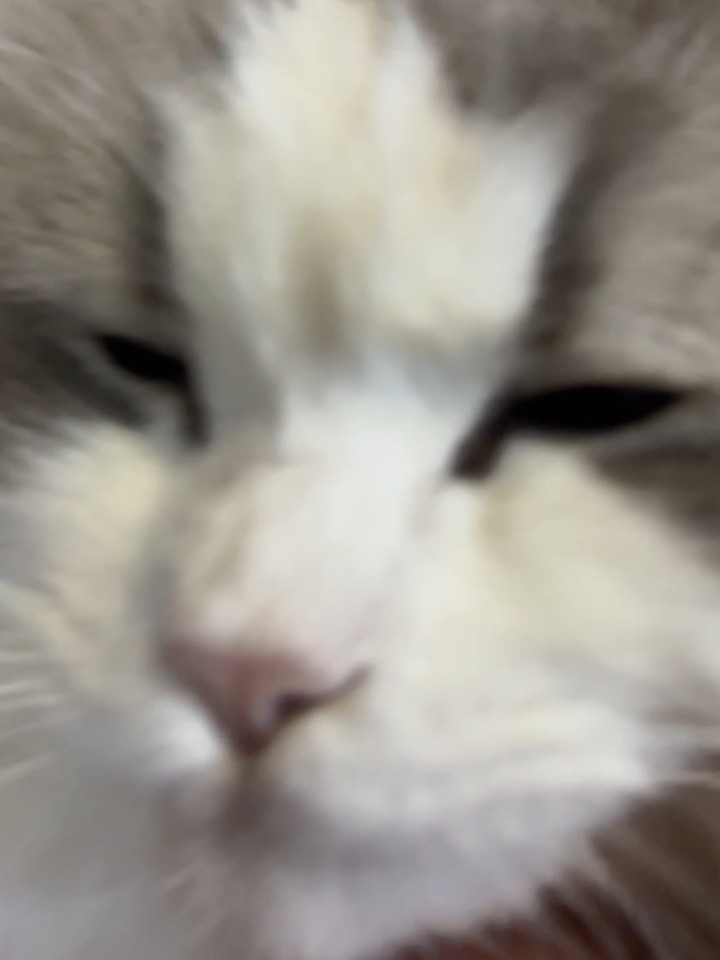 听说小猫是高冷生物26