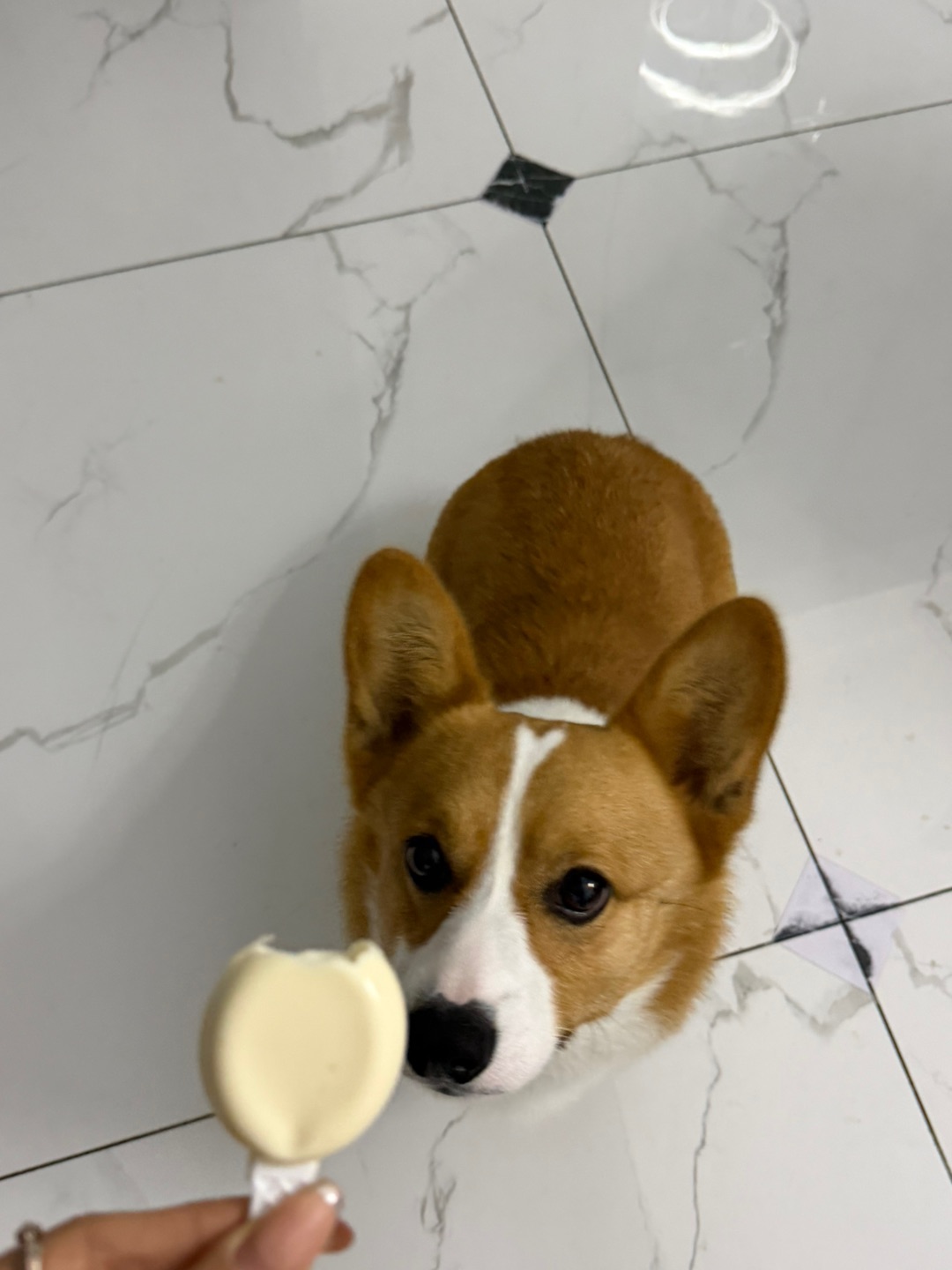 狗狗爱吃的健康零食🐶