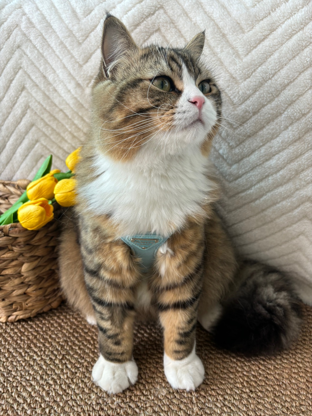 哈哈˙ᗜ˙(*´・ｖ・)(*´▽｀)ノノ哈哈(*´・ｖ・)~(＾◇^)/