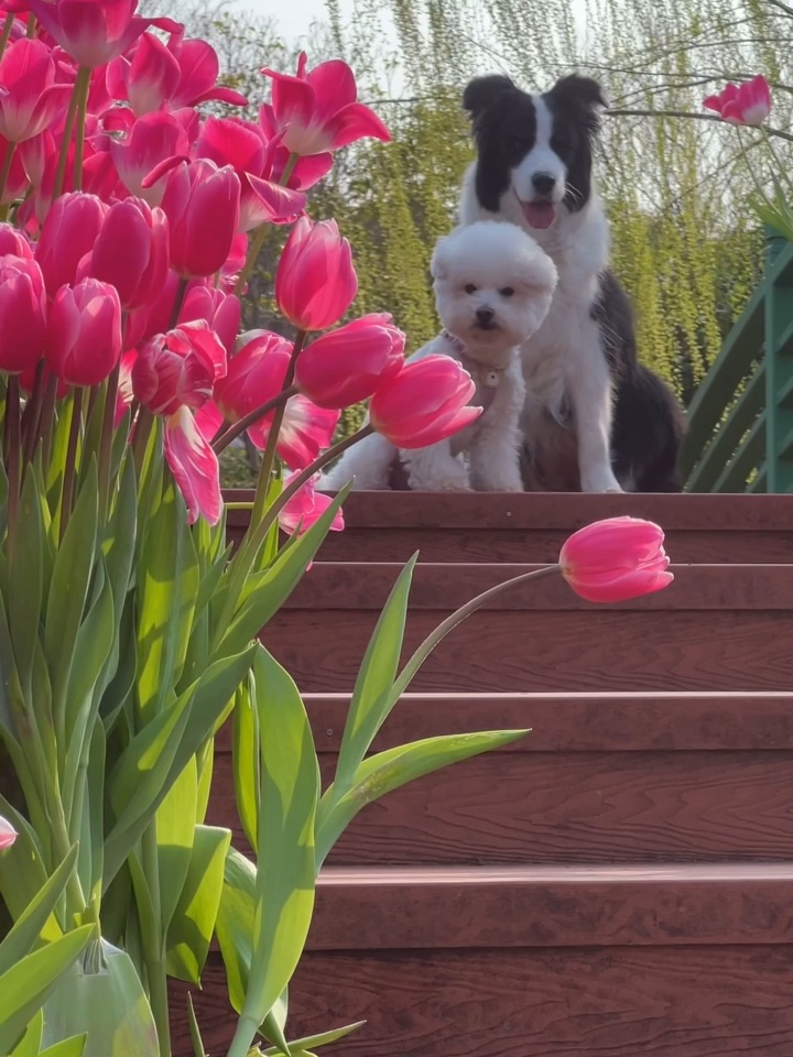 上海鲜花港的郁金香太适合小狗拍照了📷