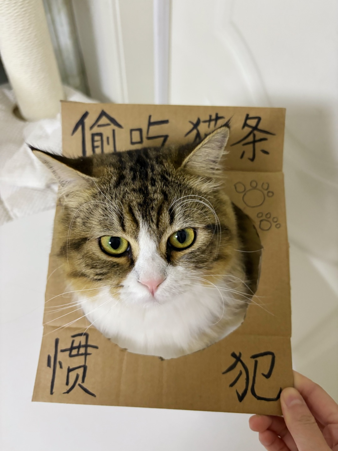 哈哈˙ᗜ˙(*´・ｖ・)(*´▽｀)ノノ哈哈(*´・ｖ・)~(＾◇^)/