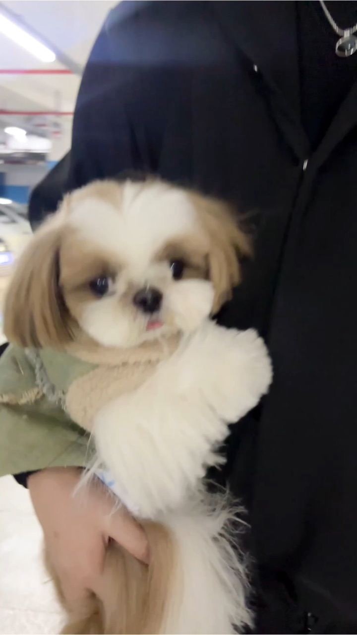 小狗遛弯代步工具